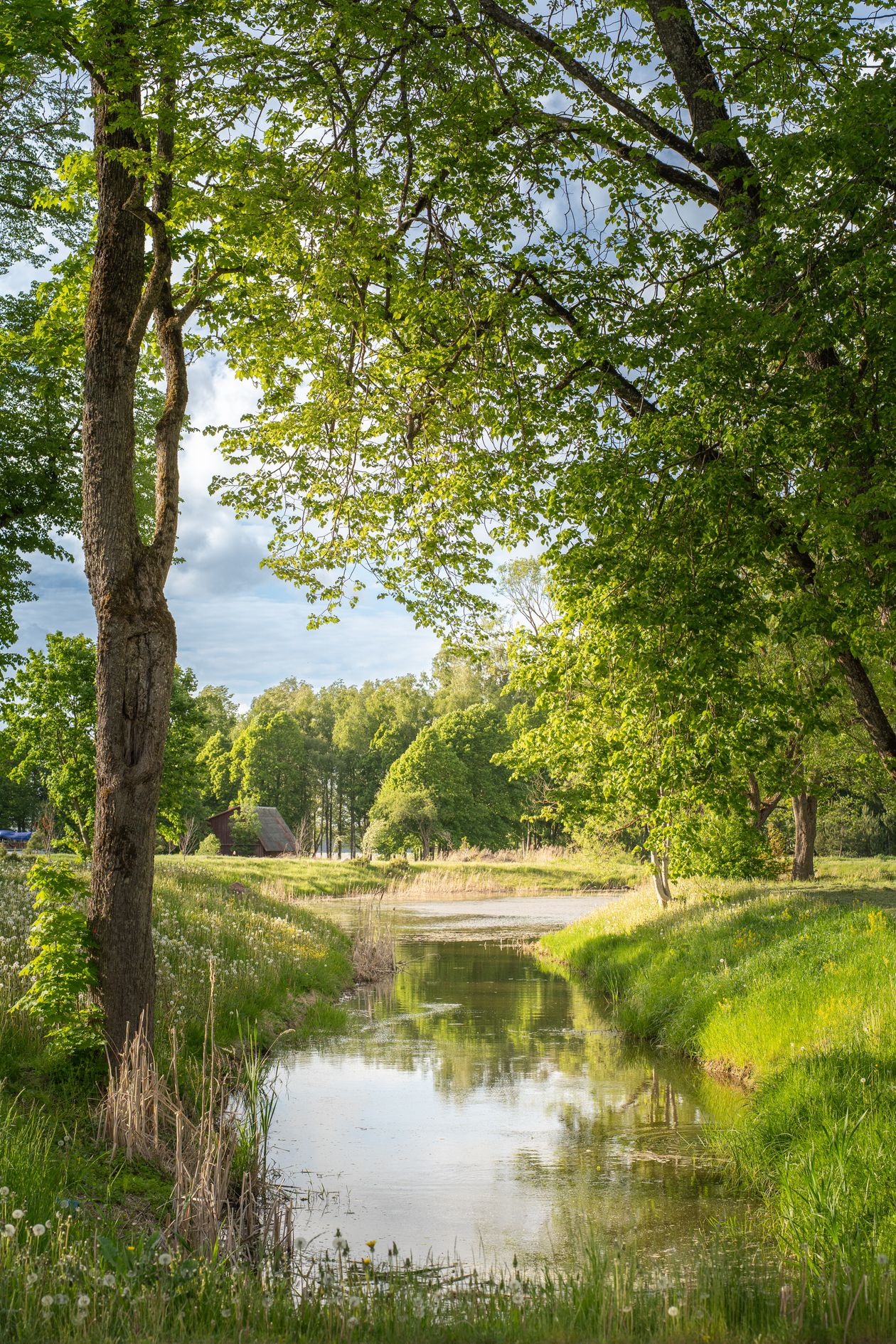 Dòng sông êm đềm giữa vùng quê Lithuania, hàng cây soi bóng xuống mặt nước