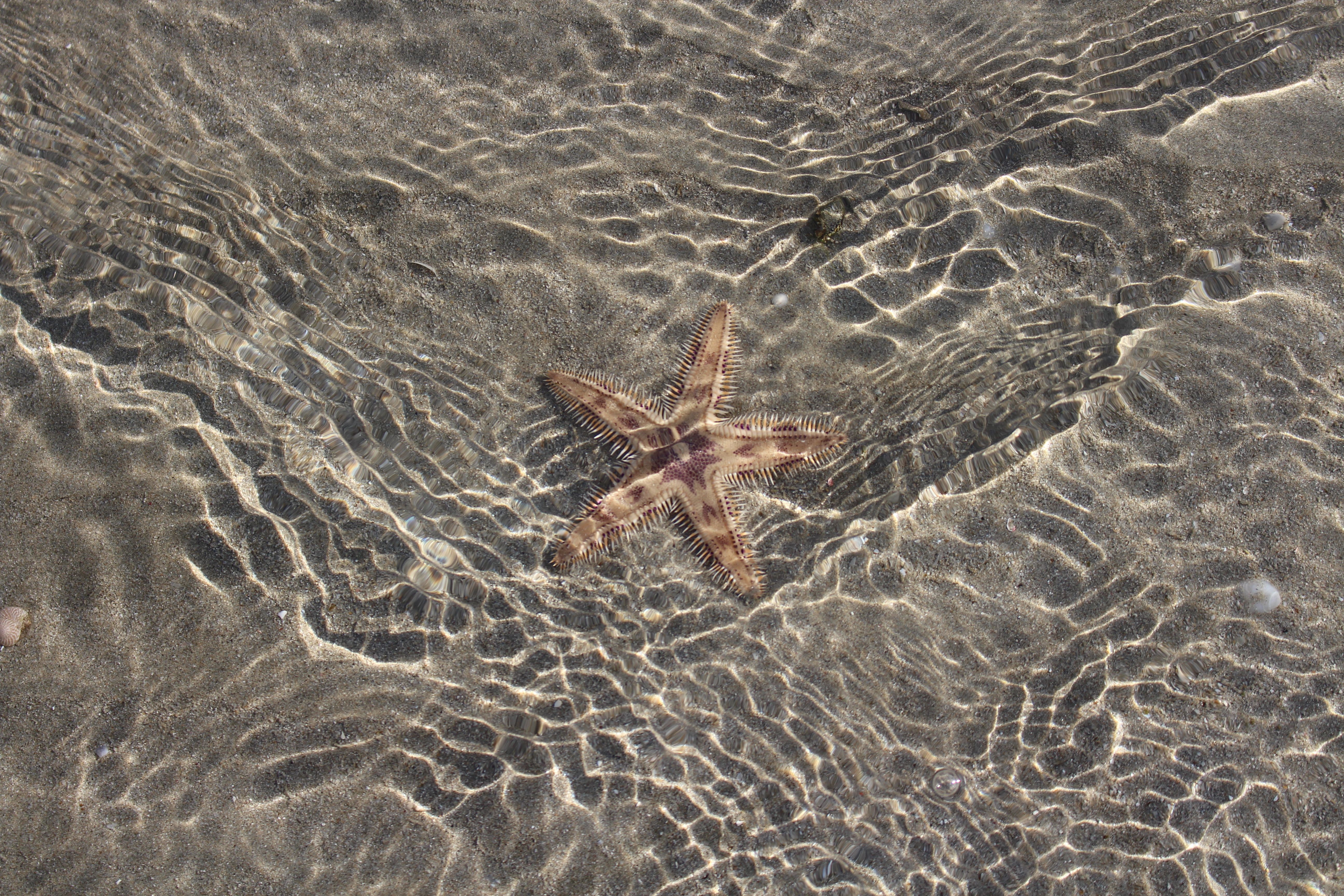 Capture of a starfish beneath rippling shallow waters at the beach.