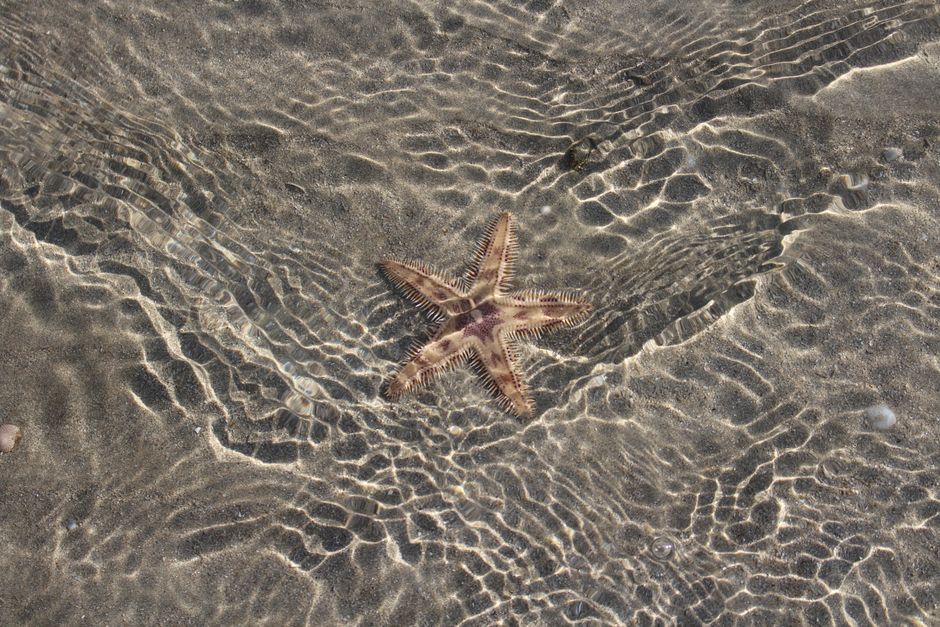 Capture of a starfish beneath rippling shallow waters at the beach.