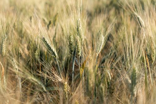 Free Close-up of a lush barley field in France, capturing the vibrant beauty of summer's golden grains. Stock Photo