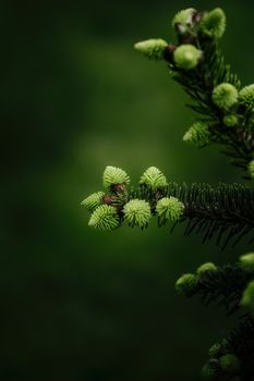 A detailed macro shot of vibrant green spruce needles against a soft, blurred background, capturing the essence of springtime.