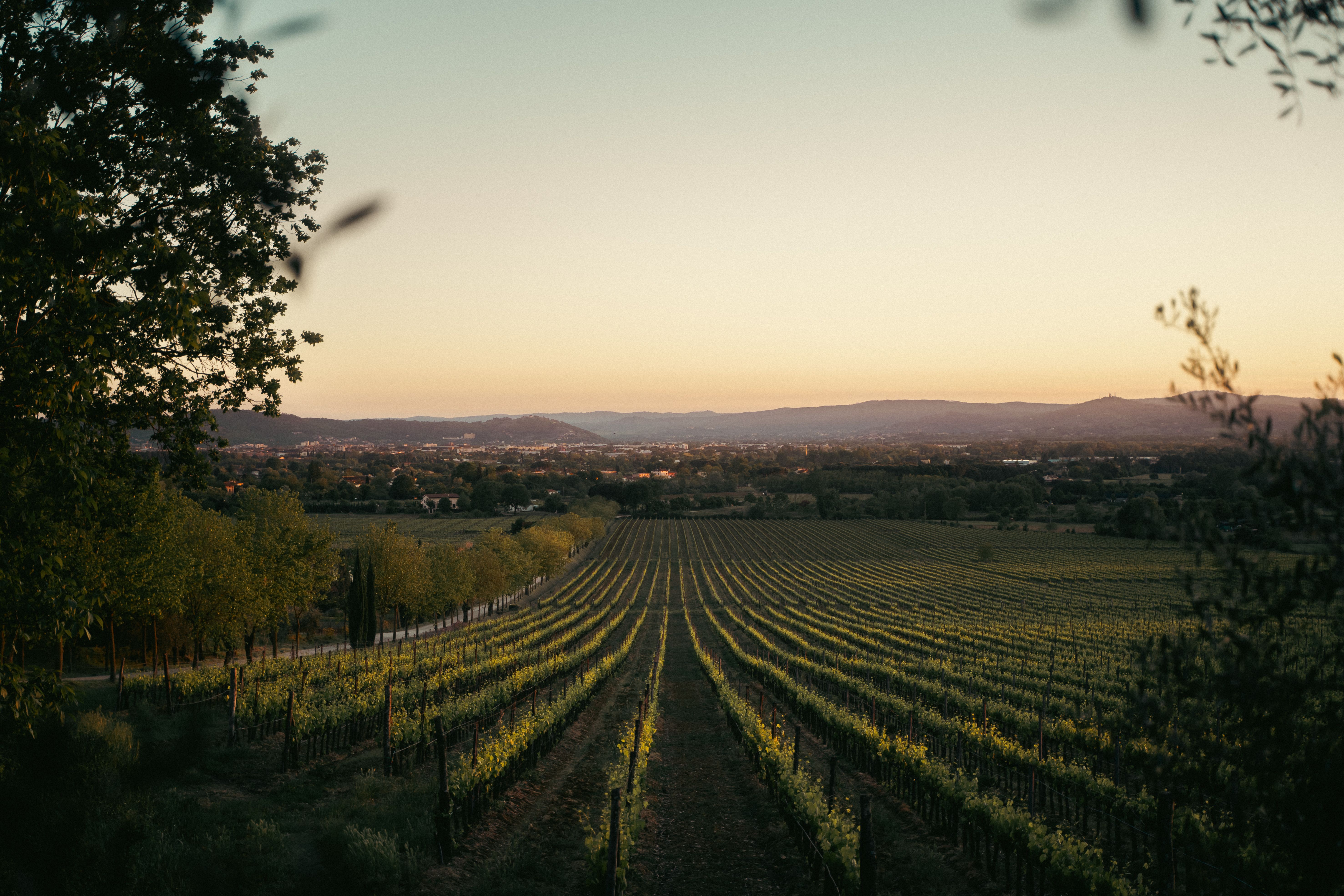 Dormir au pied des vignes du Pic Saint-Loup : 5 gîtes de charme pour randonner, déguster et regarder les étoiles 