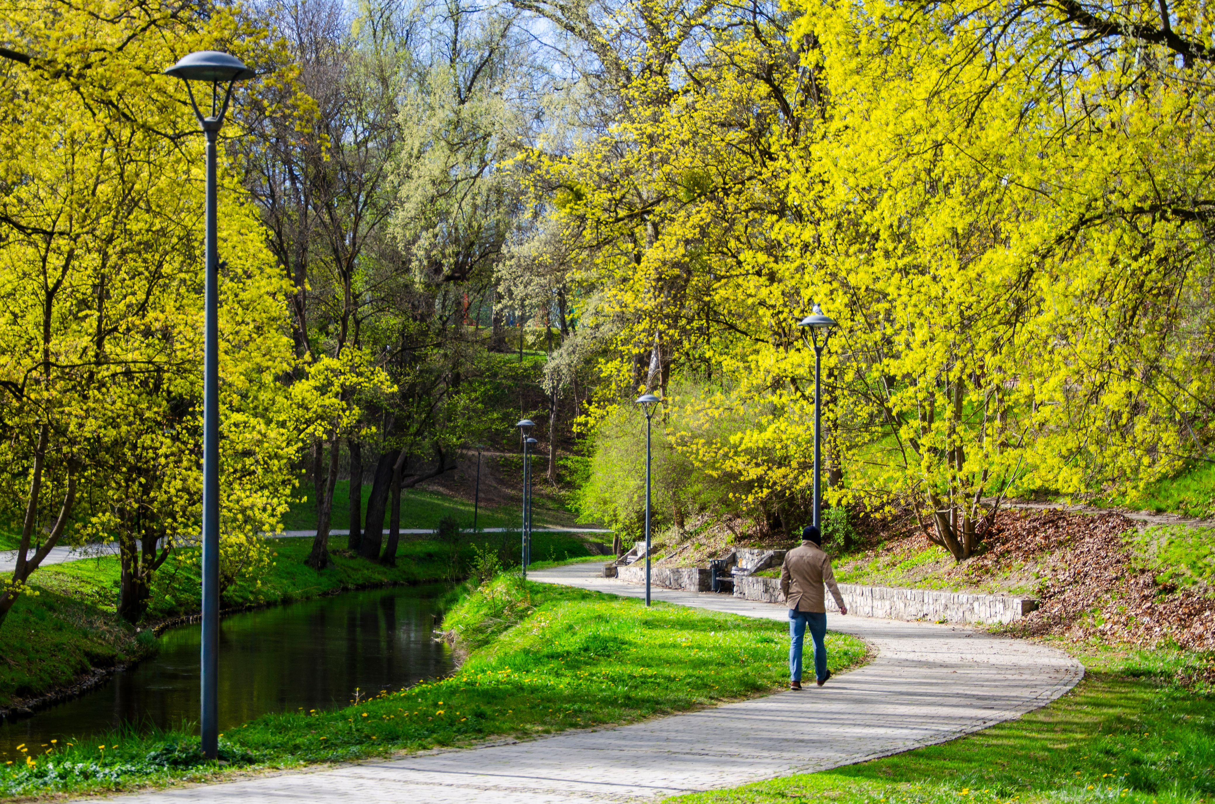 A serene pathway in a vibrant park setting with a man walking under blossoming trees, capturing the essence of spring.