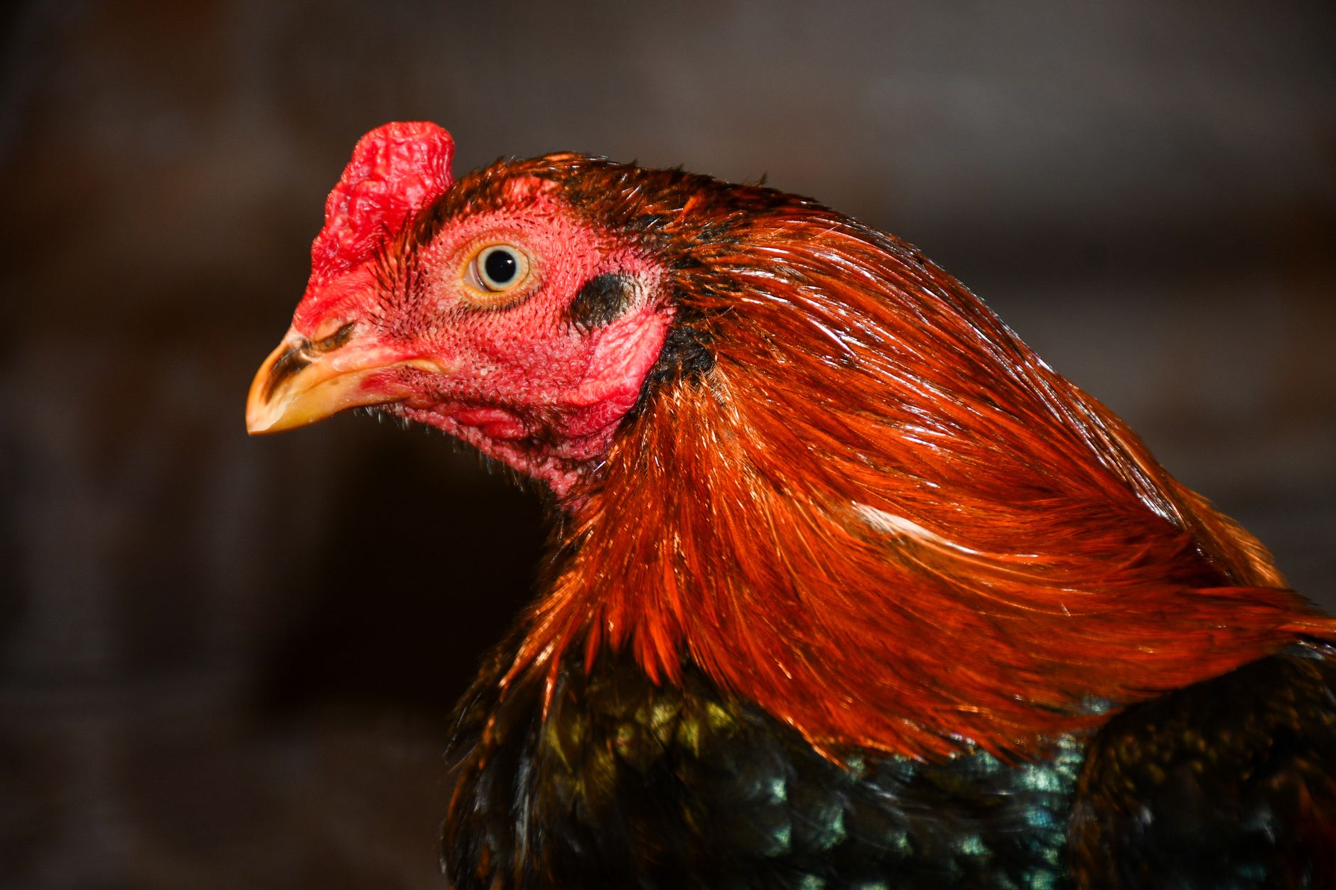 Detailed close-up of a red-brown rooster's head, highlighting vibrant feathers and eye.