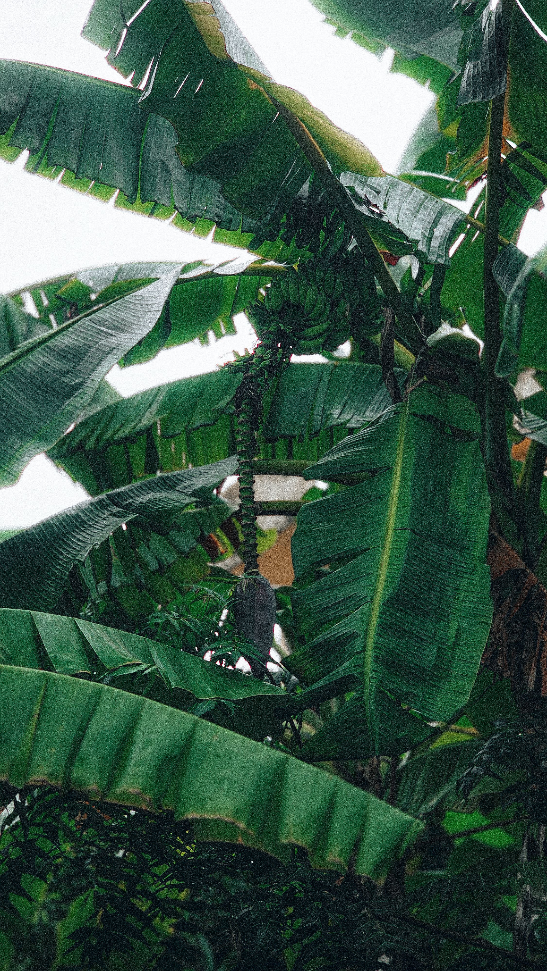 Gratis Primo piano di foglie di banano dai colori vivaci con un piccolo grappolo di banane. Foto a disposizione