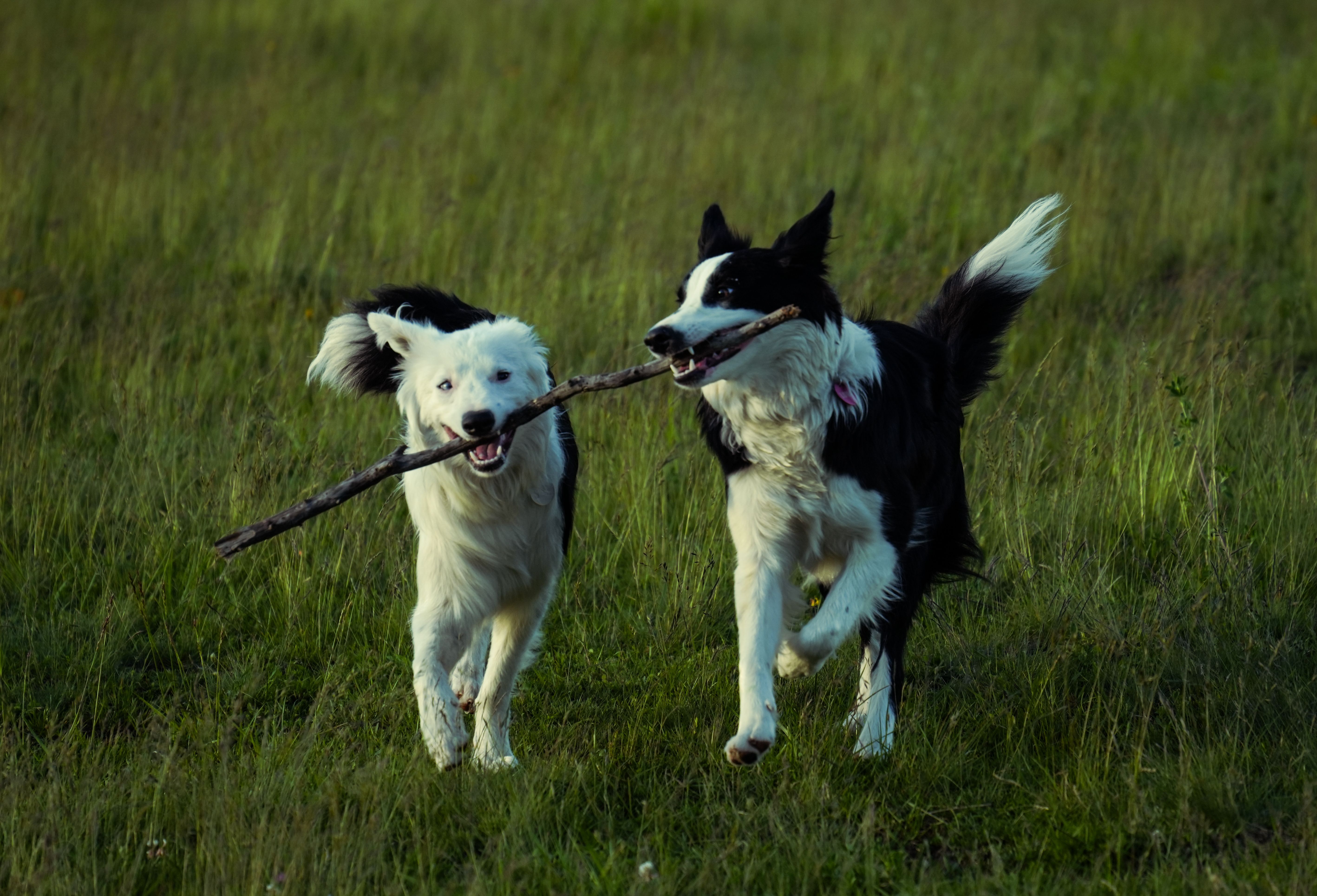 Do Dogs Need Ear Protection When Swimming? Water Safety Guide