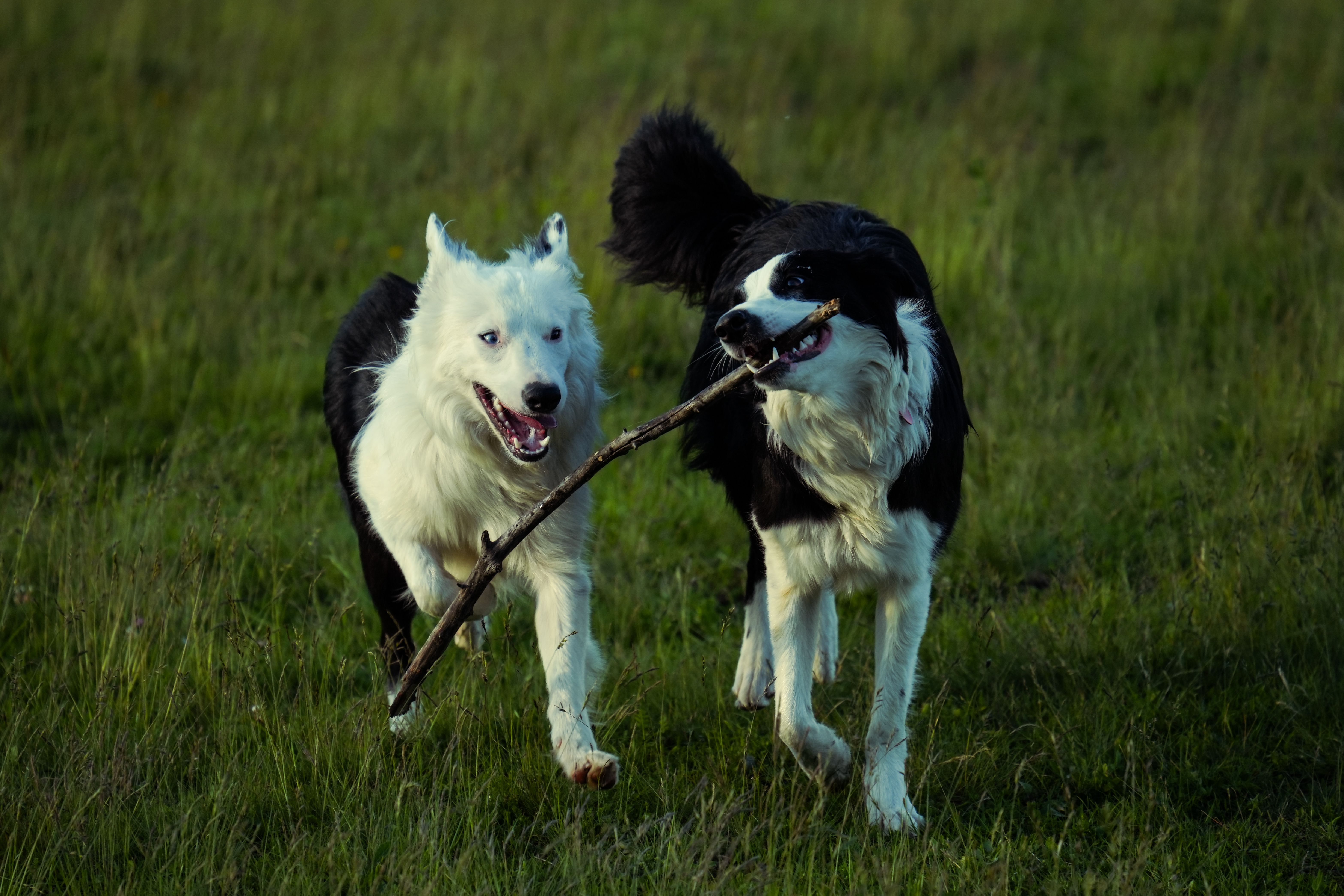 Two energetic Border Collies running with a stick in a grassy field.