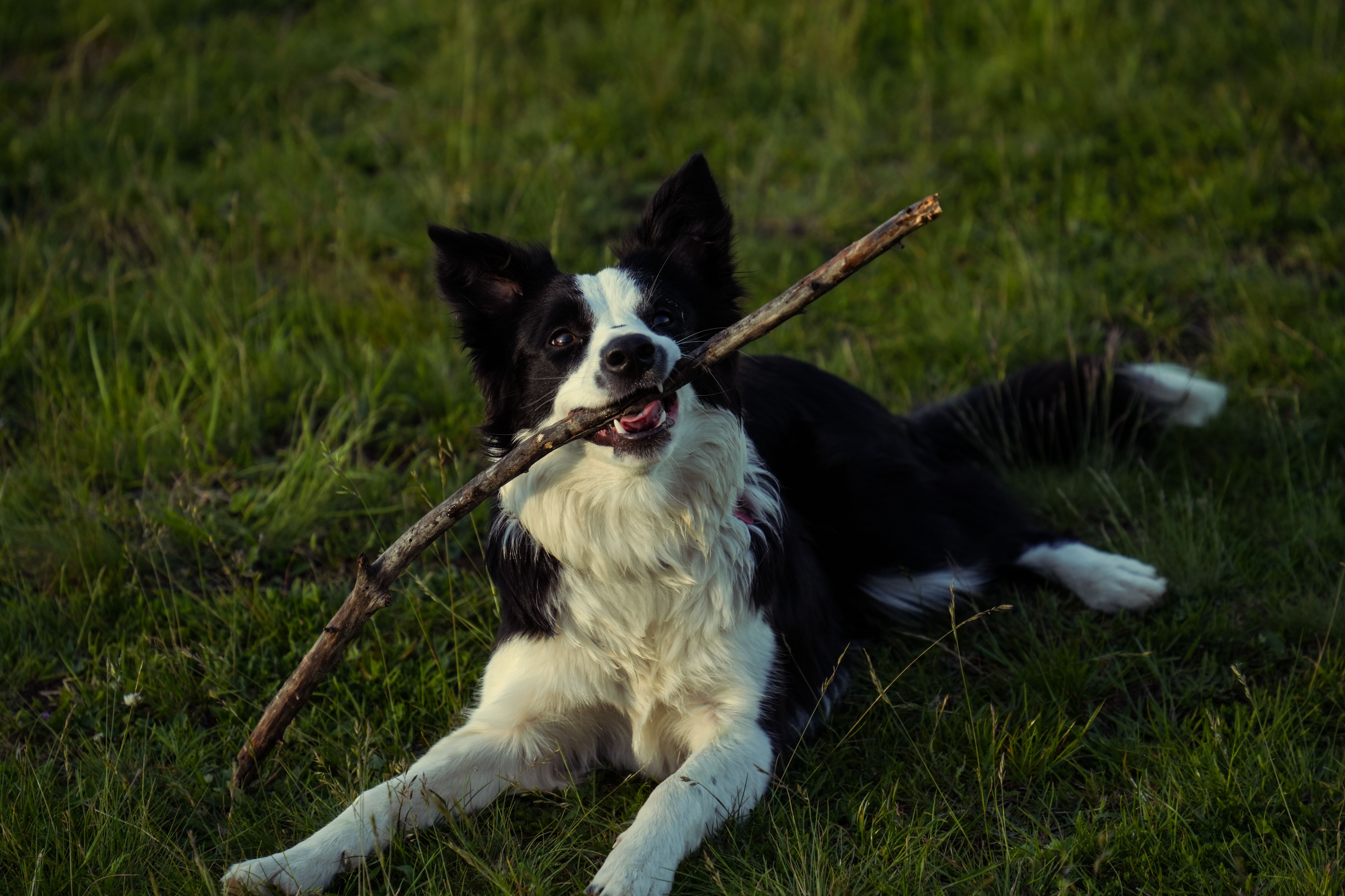 Fetch Adventure Lodge preview