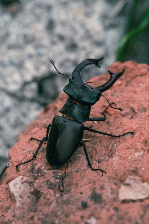 Free Detailed view of a stag beetle resting on red rock outdoors. Stock Photo