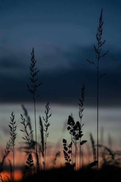 Free Silhouetted grass against a beautiful twilight sky, creating a tranquil and natural scene. Stock Photo