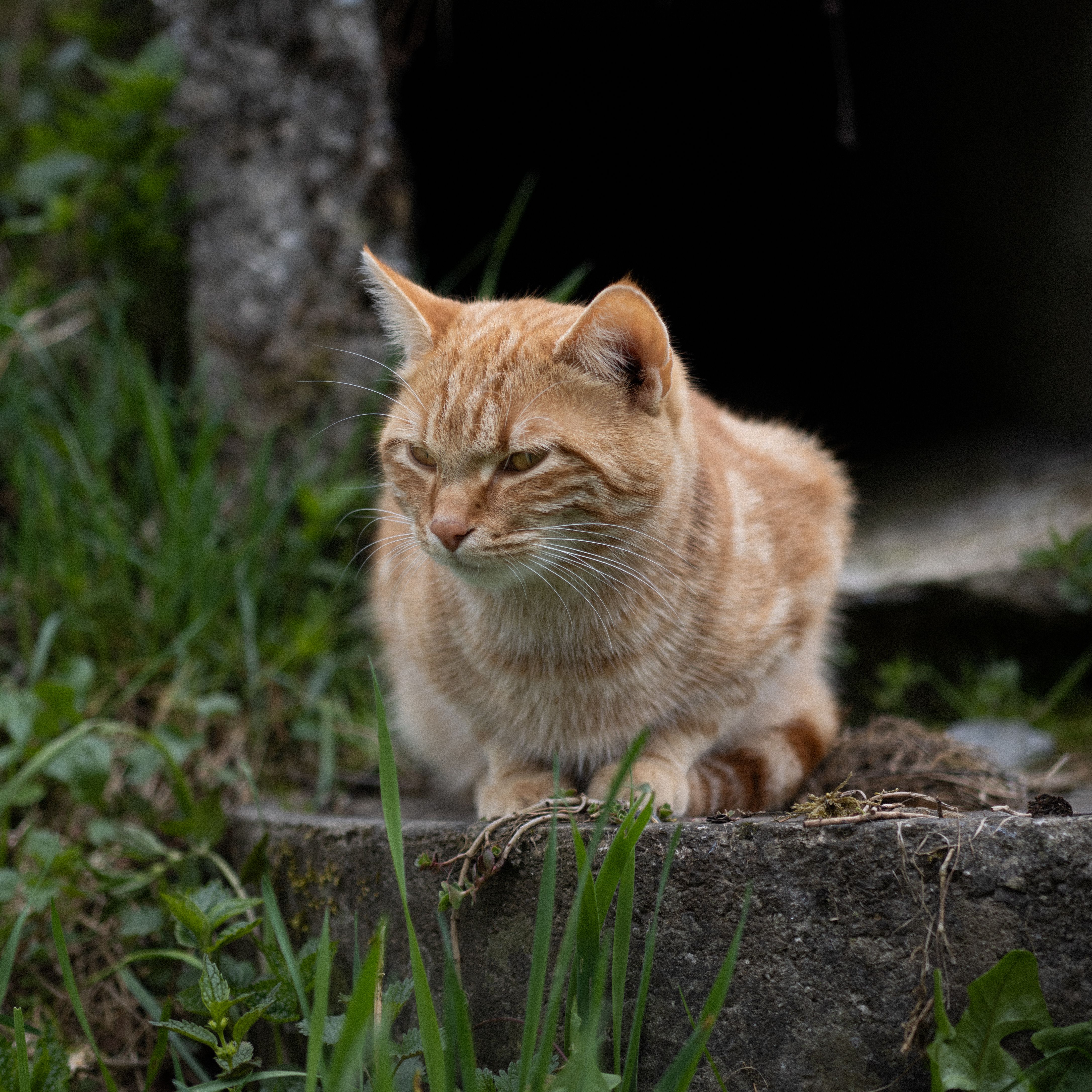 被這眼神融化 🐱 #貓 #cat