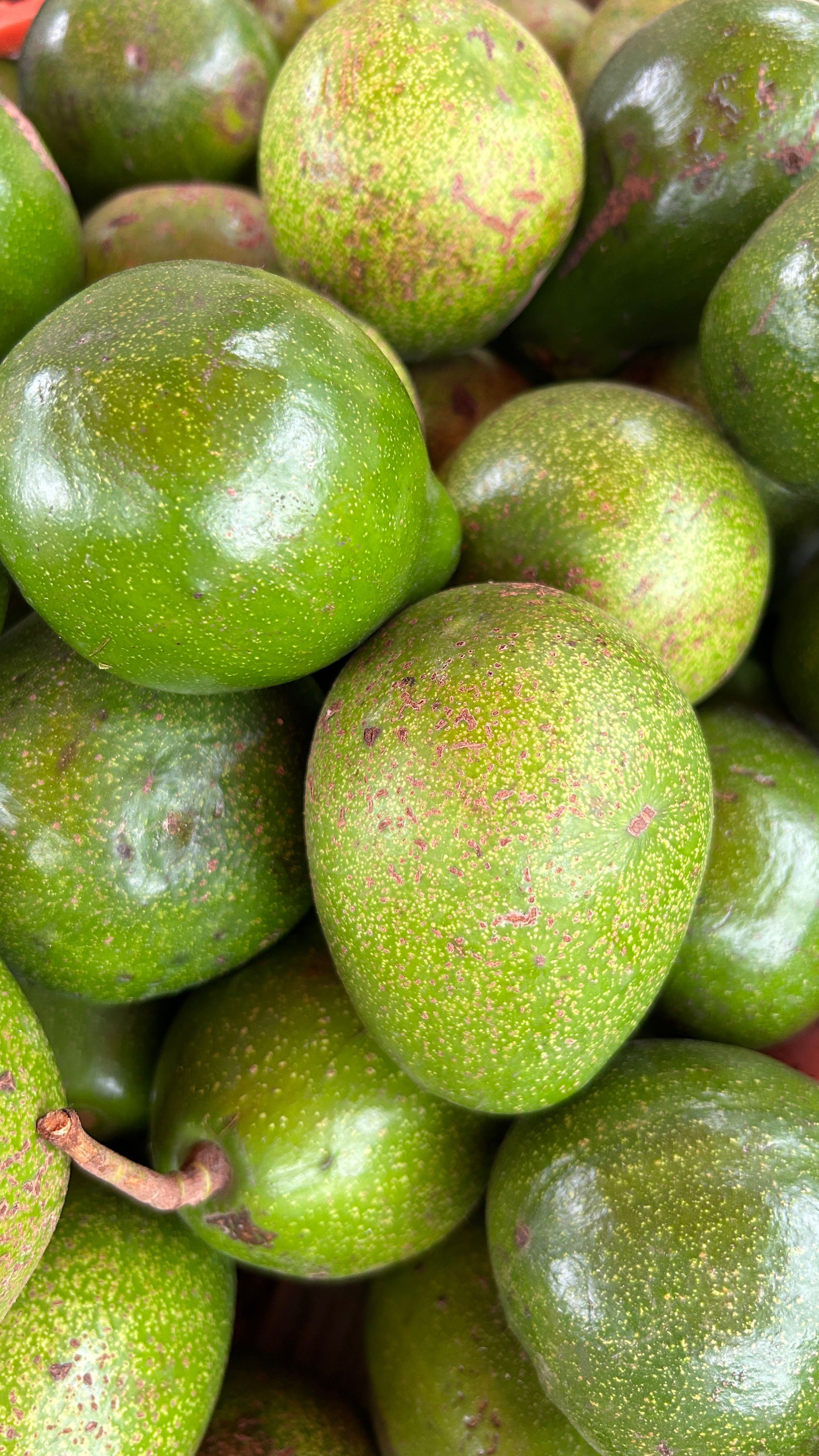 Closeup of ripe green avocados in a pile, showcasing their texture and vibrant color.