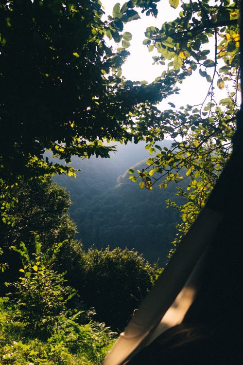 Free Lush forest view captured from a tent opening in Zakarpattia, Ukraine, evoking tranquility. Stock Photo