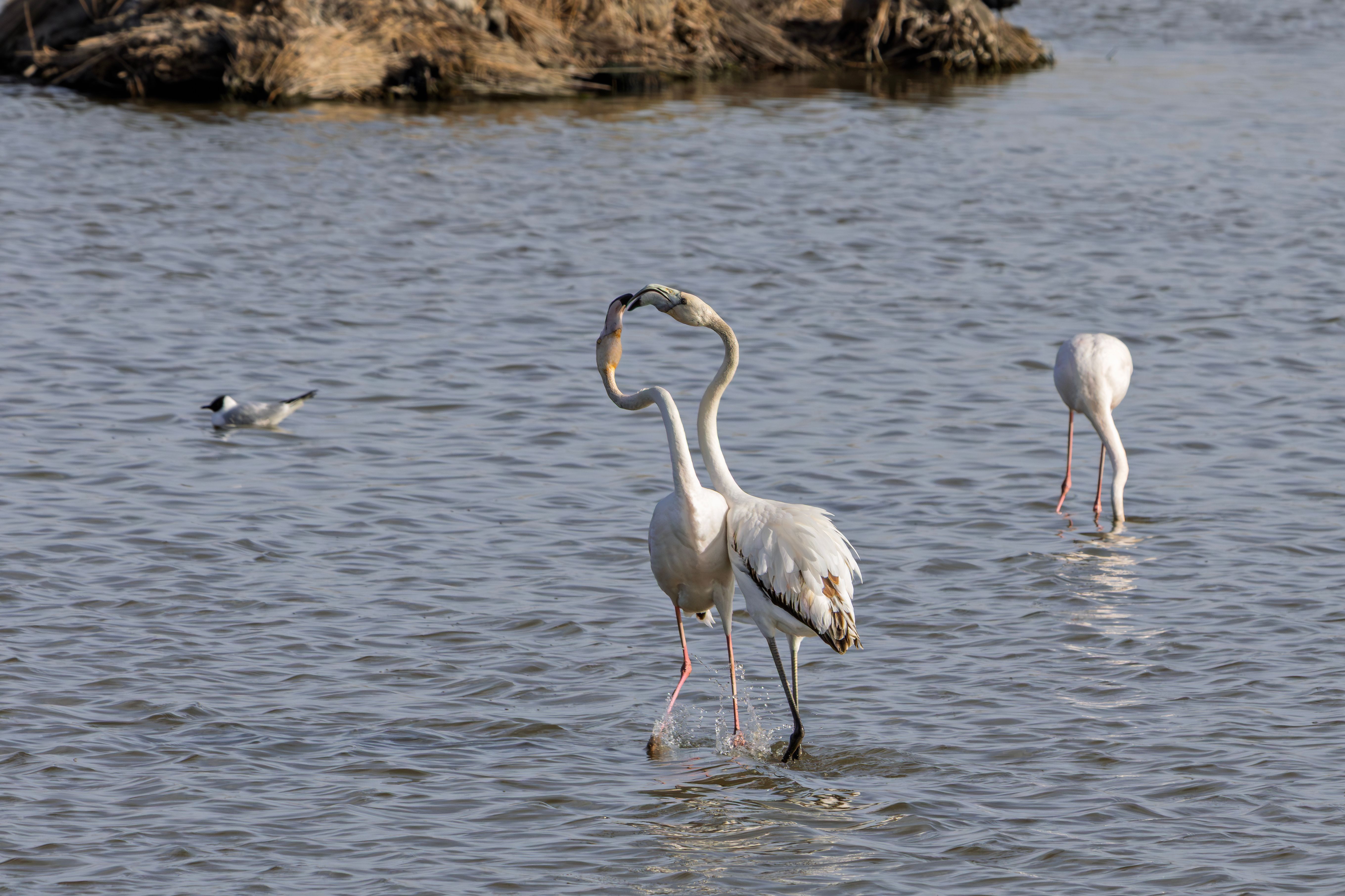Doñana y Coto Donana