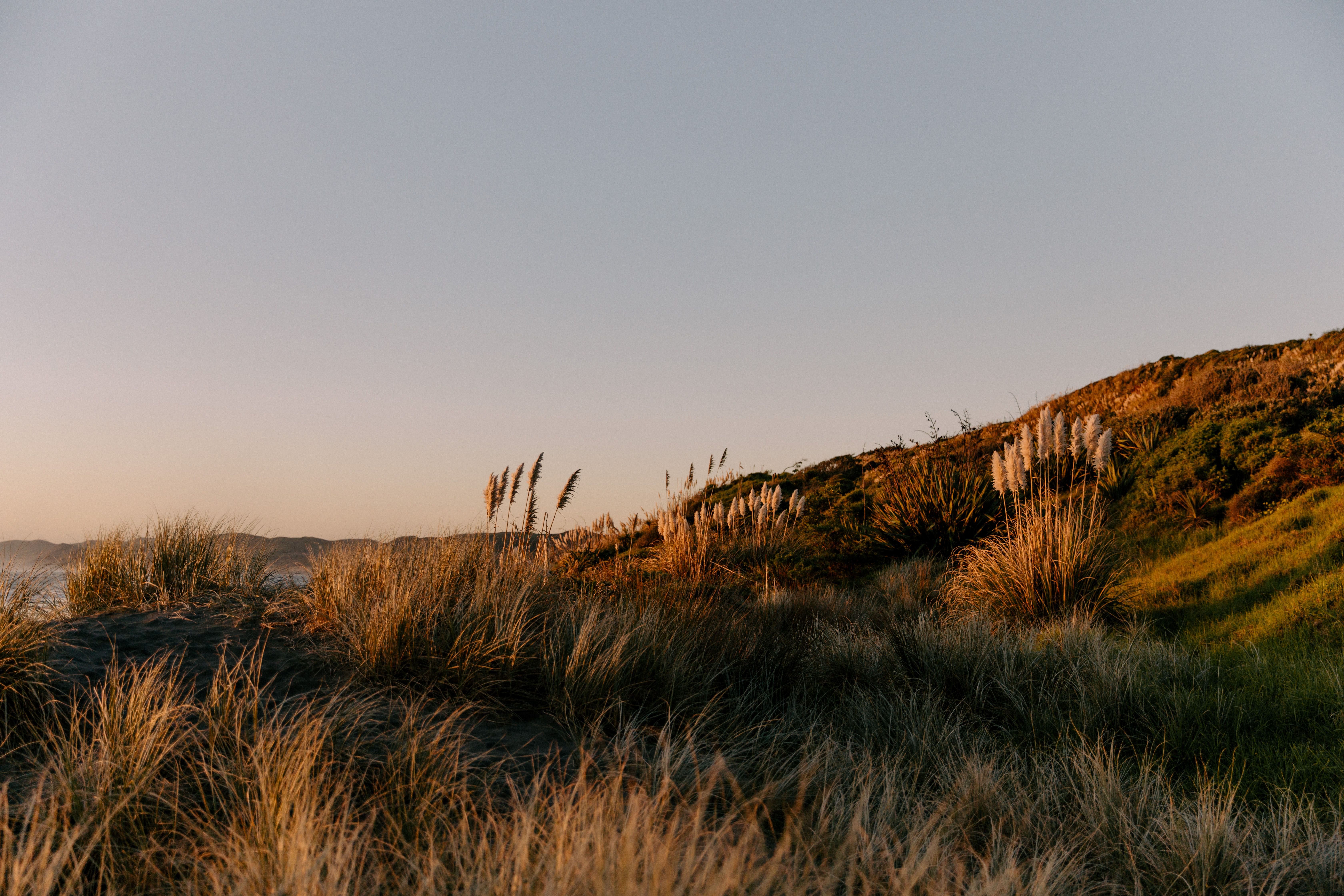 Golden Sunset at Raglan Beach Dunes, New Zealand · Free Stock Photo