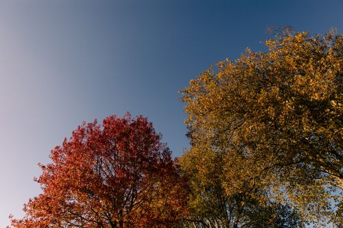 Free A stunning display of red and golden autumn leaves against a clear blue sky, capturing the essence of fall. Stock Photo