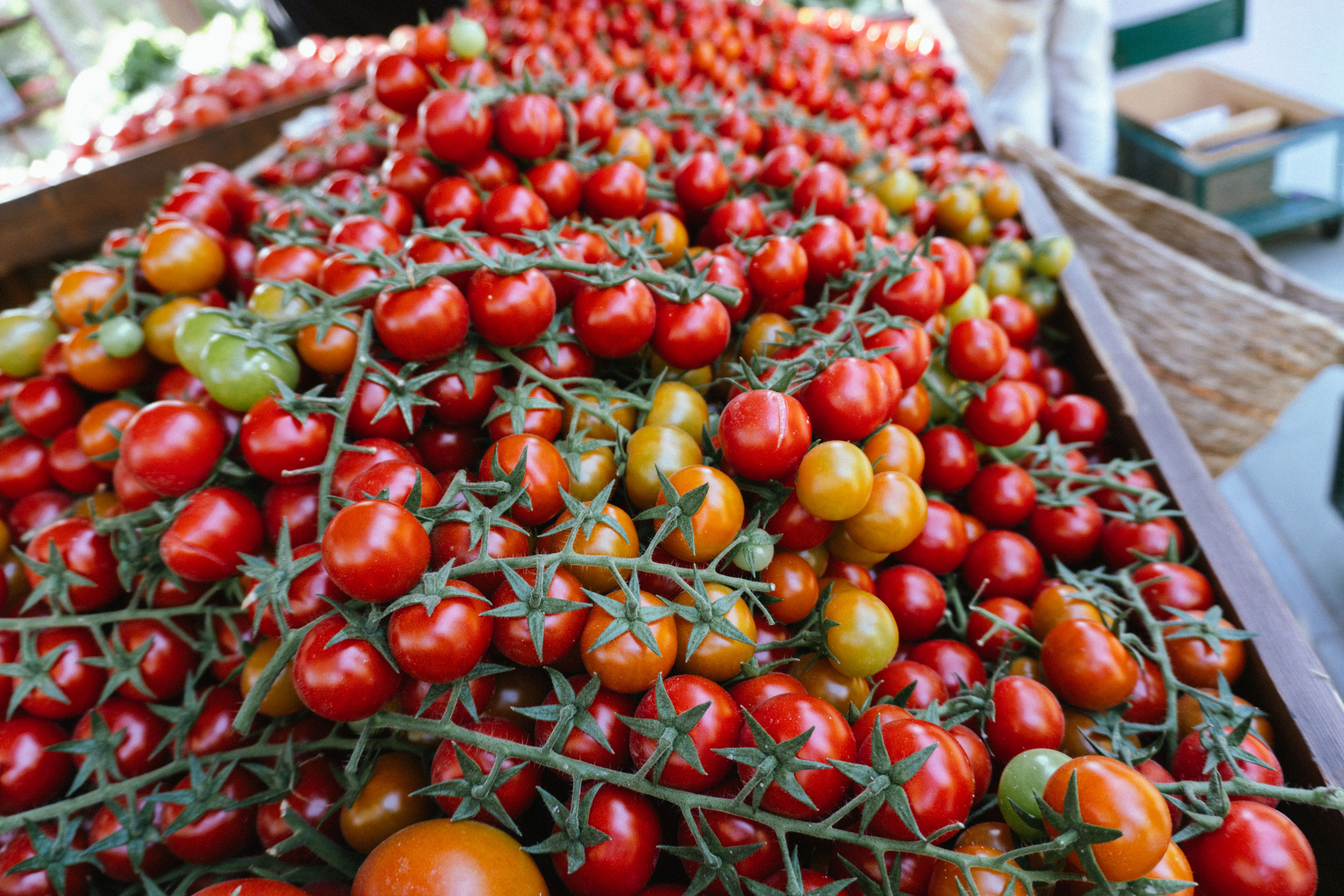 Eastern Produce Council: What You Need to Know