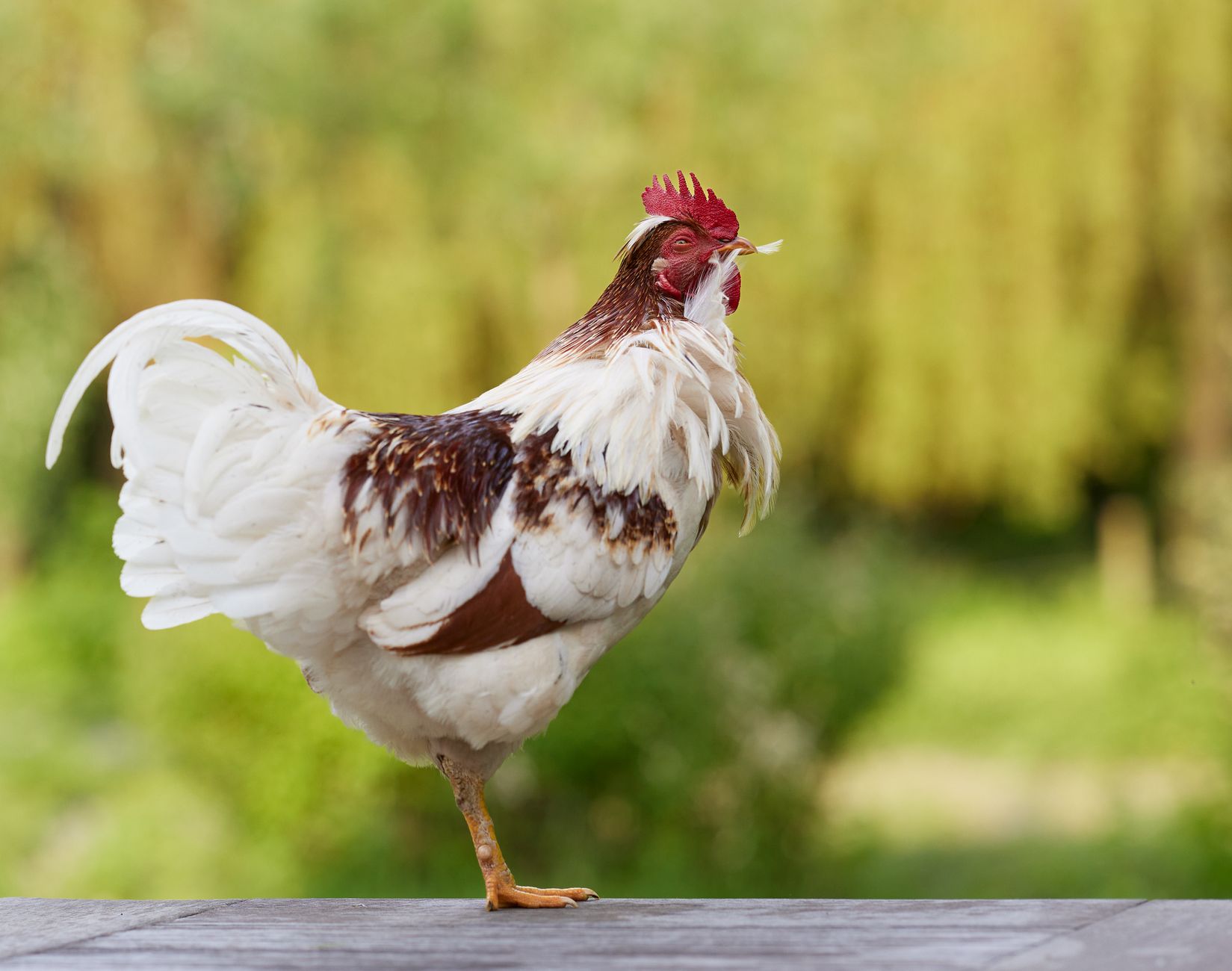 Close-up of a rooster standing on one leg outdoors on a farm.