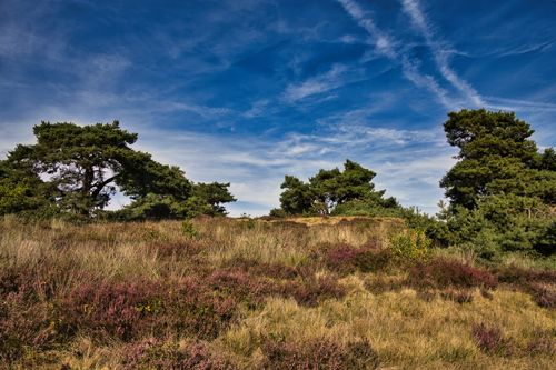 Free Scenic view of a landscape with trees under a vivid blue sky and cloud formations. Stock Photo