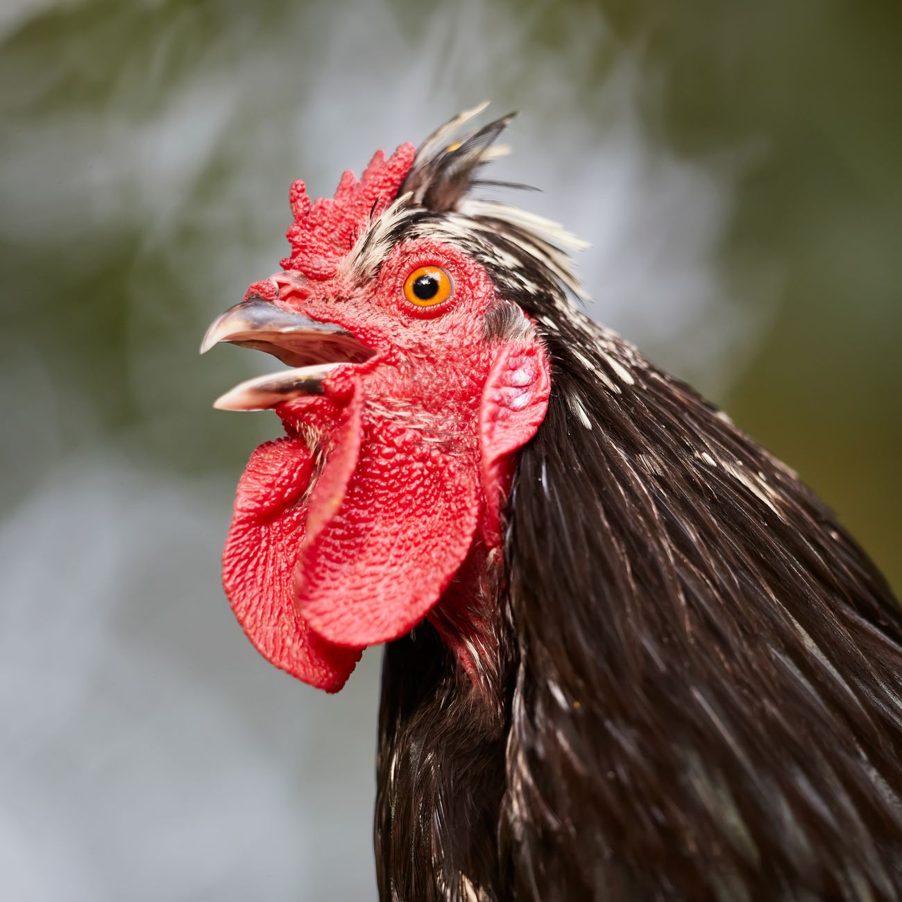 Dynamic close-up image of a red rooster crowing outdoors, highlighting its vibrant comb and wattles.