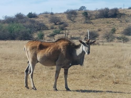 Free stock photo of africa wildlife, african animals, buck Stock Photo
