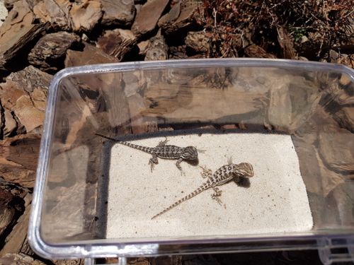 Free stock photo of bearded dragon, beloved pet, reptile Stock Photo