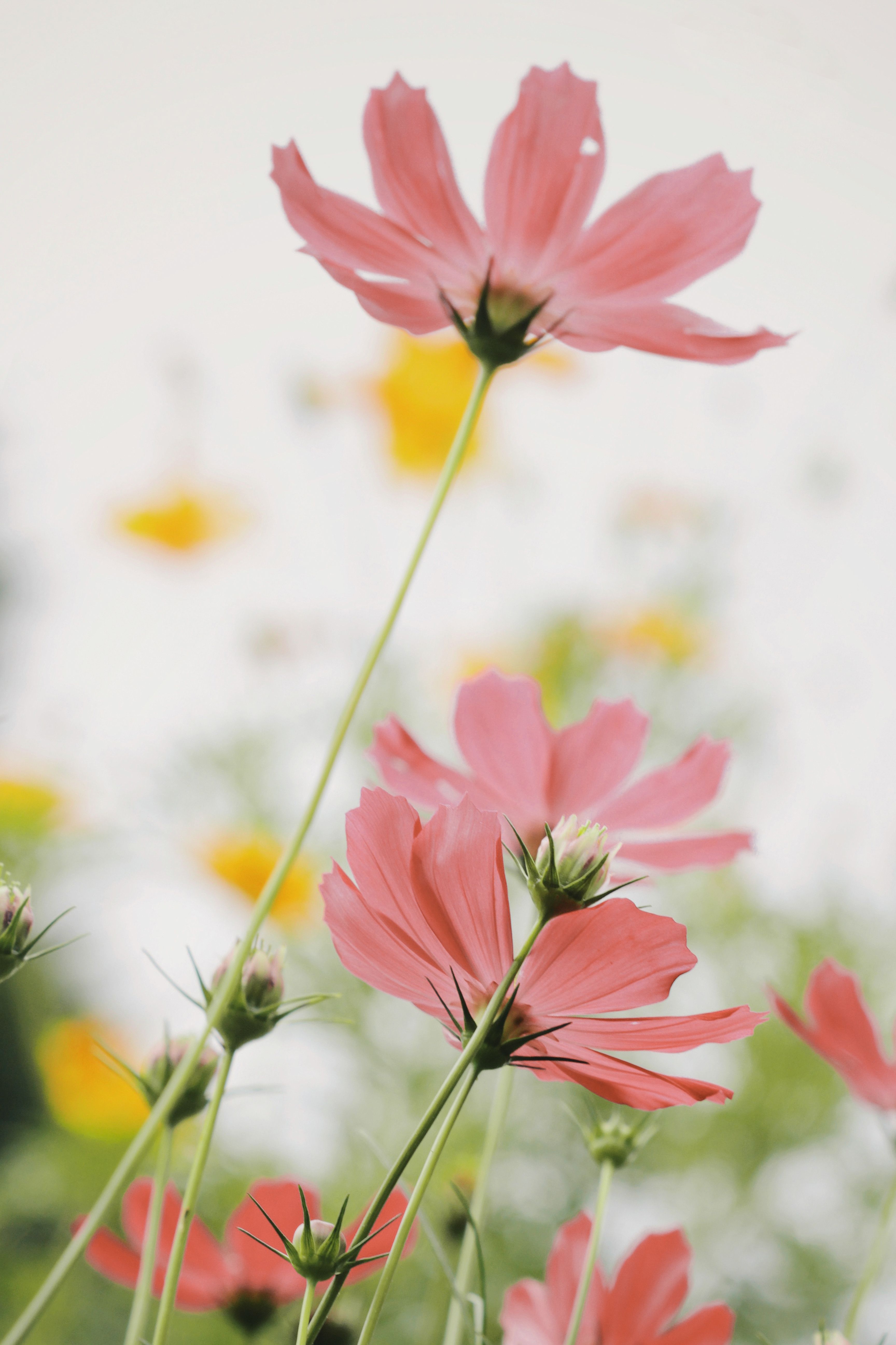 [ColoSach]-beautiful-pink-cosmos-flowers-blooming-in-a-lush-garden-in-bandung,-indonesia.