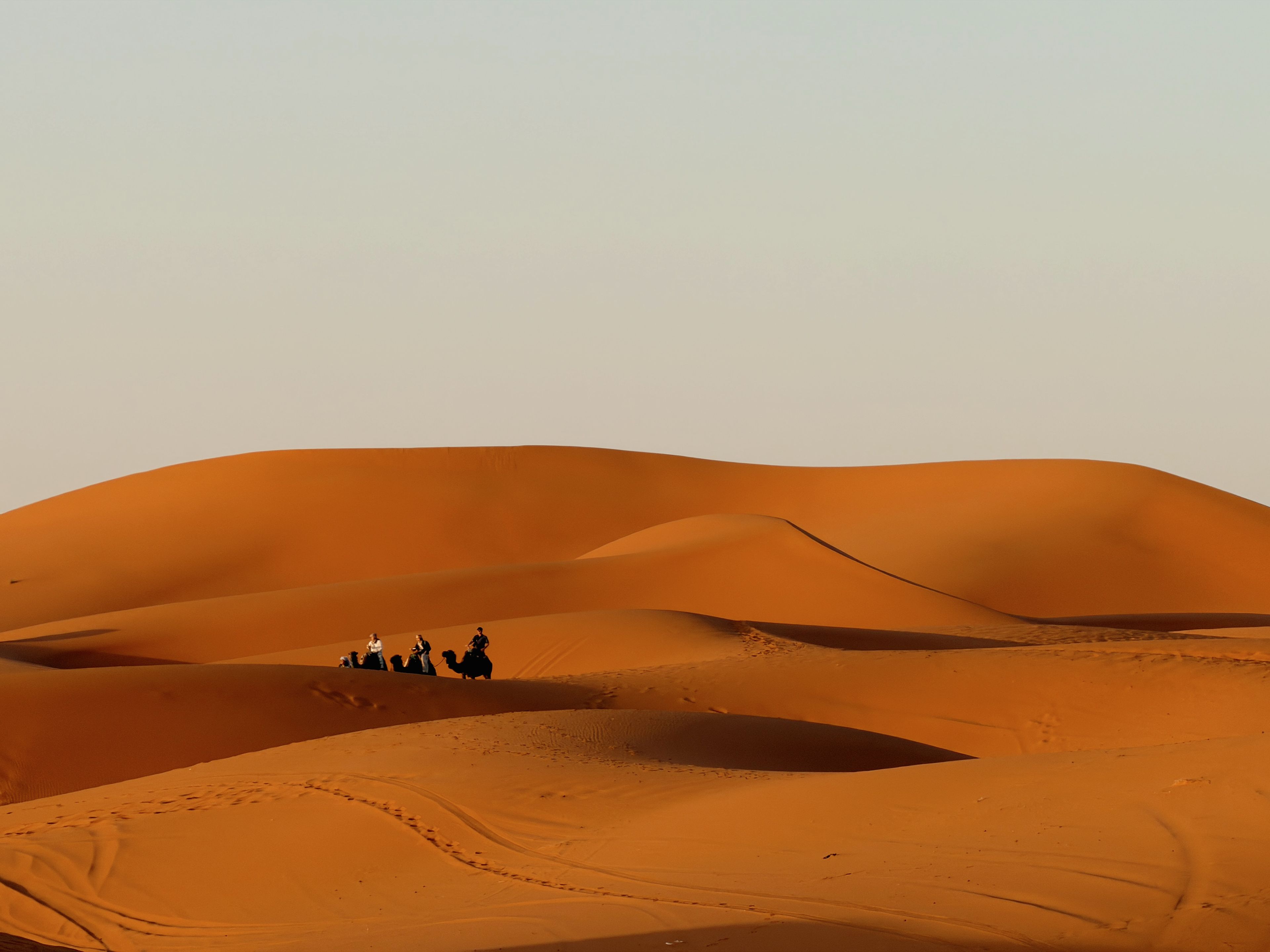 Camel caravan in the Sahara, Merzouga Morocco