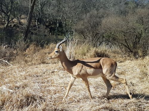 Free stock photo of impala, kruger national park, south africa Stock Photo