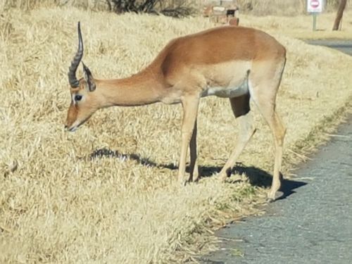 Free stock photo of african wildlife, impala, kruger national park Stock Photo