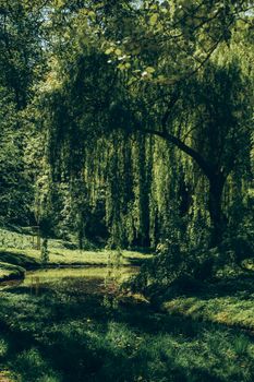 A tranquil scene featuring a lush willow tree beside a reflective pond with verdant surroundings
