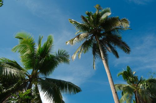 Free Vibrant view of tall coconut palm trees reaching toward the clear blue sky in a tropical setting. Stock Photo