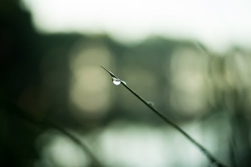 Selective Focus Photo of Water Droplet