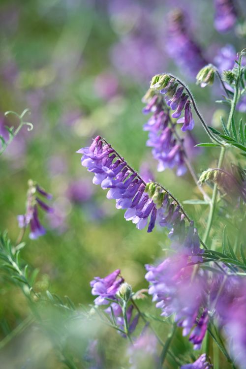 Free A lush display of vibrant purple flowers with greenery in a sunlit field. Stock Photo