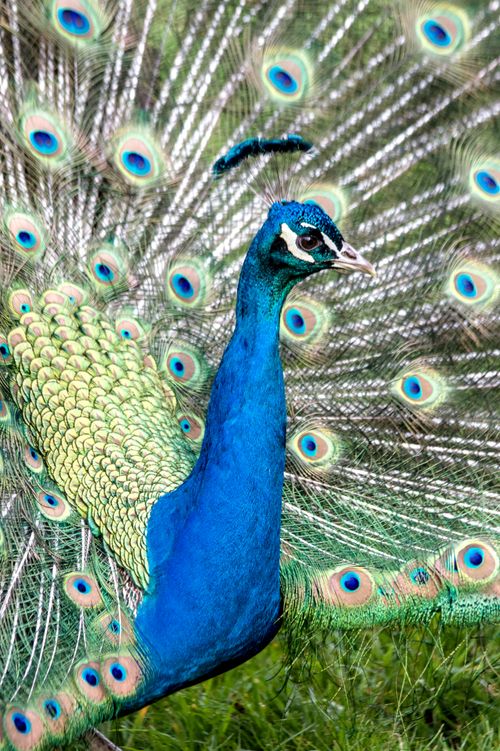 Free Close-up of an Indian peacock with its colorful feathers fully spread in display. Stock Photo