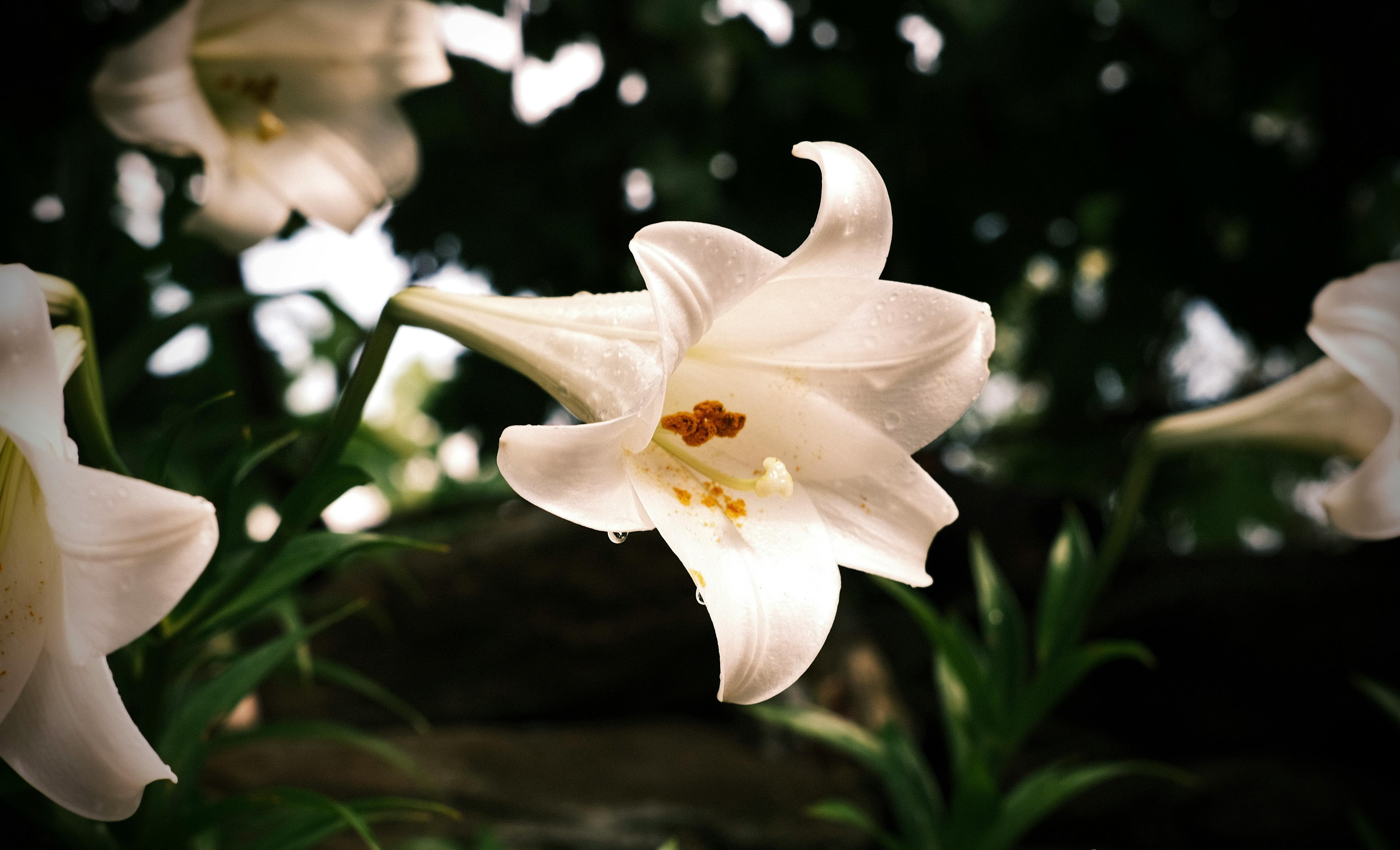 A stunning white lily with water droplets captured outdoors, showcasing its delicate beauty.