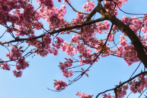 Free Beautiful cherry blossoms in full bloom contrast with a clear blue sky, symbolizing spring. Stock Photo