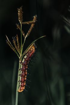 Detailed macro shot of a caterpillar on a grass blade showcasing nature's beauty.