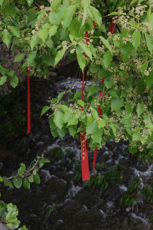 Free Tree branches with red ribbons hanging, above a flowing stream, creating a serene scene. Stock Photo
