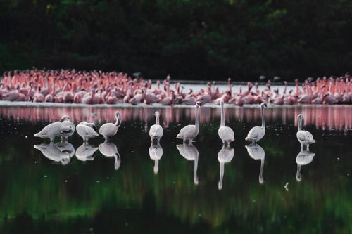 Free A group of flamingos wading in a reflective lake in Pargaon Dungi, India, framed by lush greenery. Stock Photo