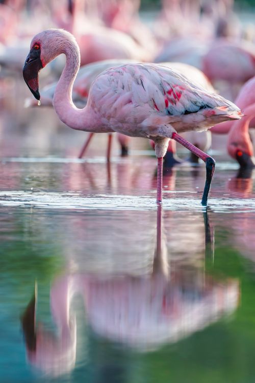 Free A pink flamingo elegantly wades in tranquil water, beautifully reflecting its vibrant plumage at sunset. Stock Photo