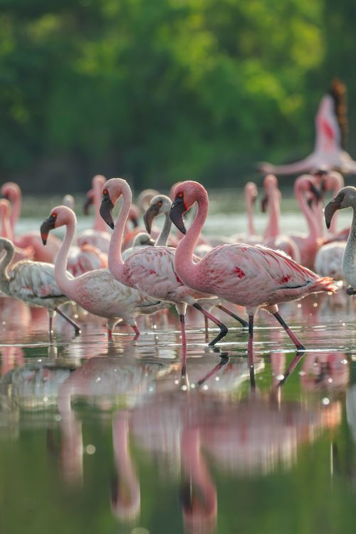 Free A group of flamingos gracefully wading in the serene wetlands of Pargaon Dungi, India. Stock Photo