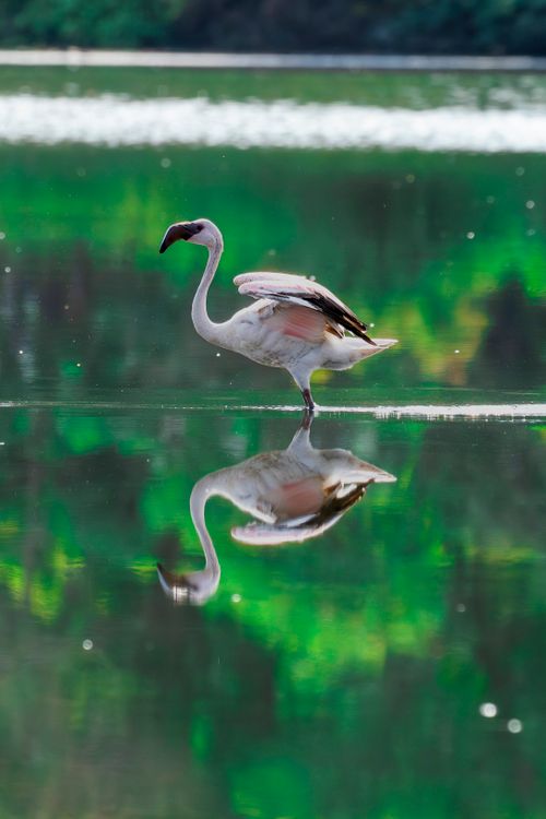 Free A serene scene of a flamingo and its reflection in lush green waters, Pargaon Dungi. Stock Photo
