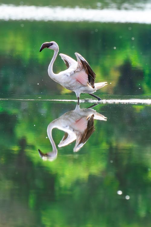 Free A striking flamingo and its reflection captured on a tranquil lake in Pargaon Dungi, India. Stock Photo