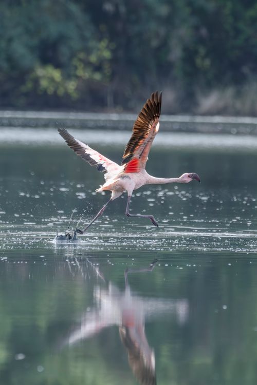 Free Elegant flamingo lifting off from a tranquil lake in Pargaon Dungi, India, showcasing delicate pink plumage. Stock Photo