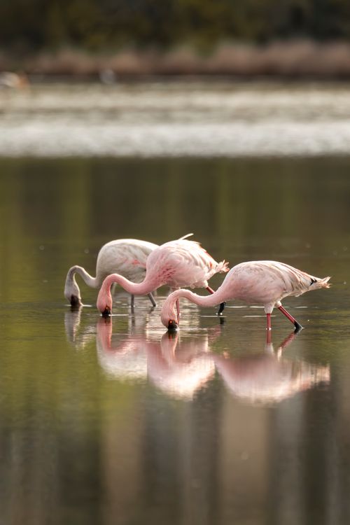 Free Elegant flamingos feeding in a tranquil lagoon at Pargaon Dungi, Maharashtra. Captured in daylight reflection. Stock Photo