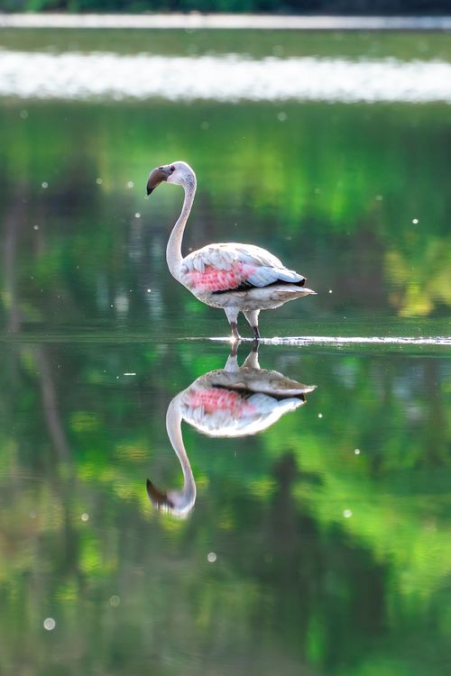 Free A solitary flamingo standing in a calm reflective lake, showcasing natural beauty. Stock Photo