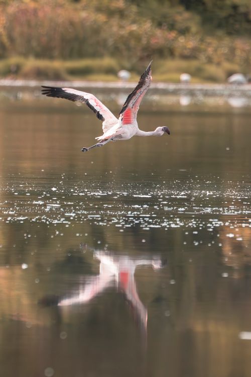 Free A vibrant flamingo gracefully glides over a still lake, reflecting its colorful plumage. Stock Photo