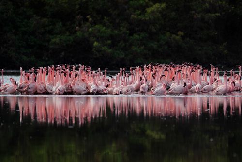 Free A stunning group of flamingos gathered at a serene water body, reflecting their vibrant pink hues. Stock Photo