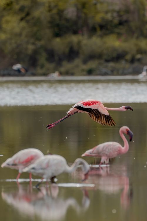 Free Elegant flamingos captured in mid-flight over a serene lake, showcasing their vibrant plumage. Stock Photo